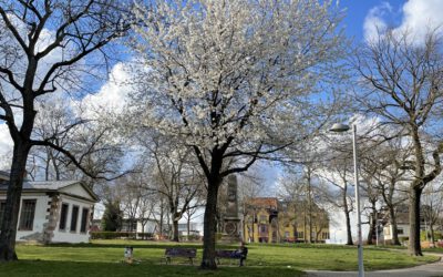 06.04.21 Kirschblüte, Start der Volltracht im Frühling.