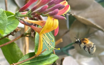 12.07.2025 Die Sandhummel und das Geißblatt – ein Sommerflirt mit Tiefgang