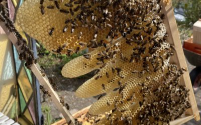22.04.22 Endlich Schwarmzeit – Bienchen in  Schwarmstimmung