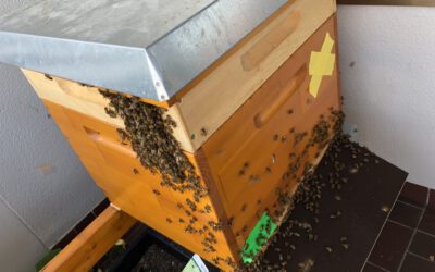 23.07.20 um 06:00 Uhr am Morgen die Bienen verlassen den Stock – keine Räuberei – Begattungsflug der Jungkönigin-