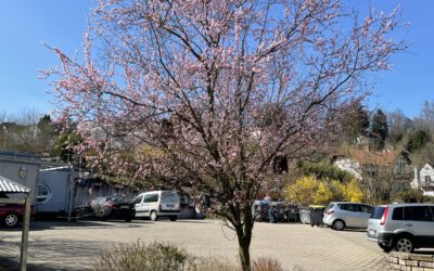 05.04.21 Trachtpflanzen für Bienen im Frühling