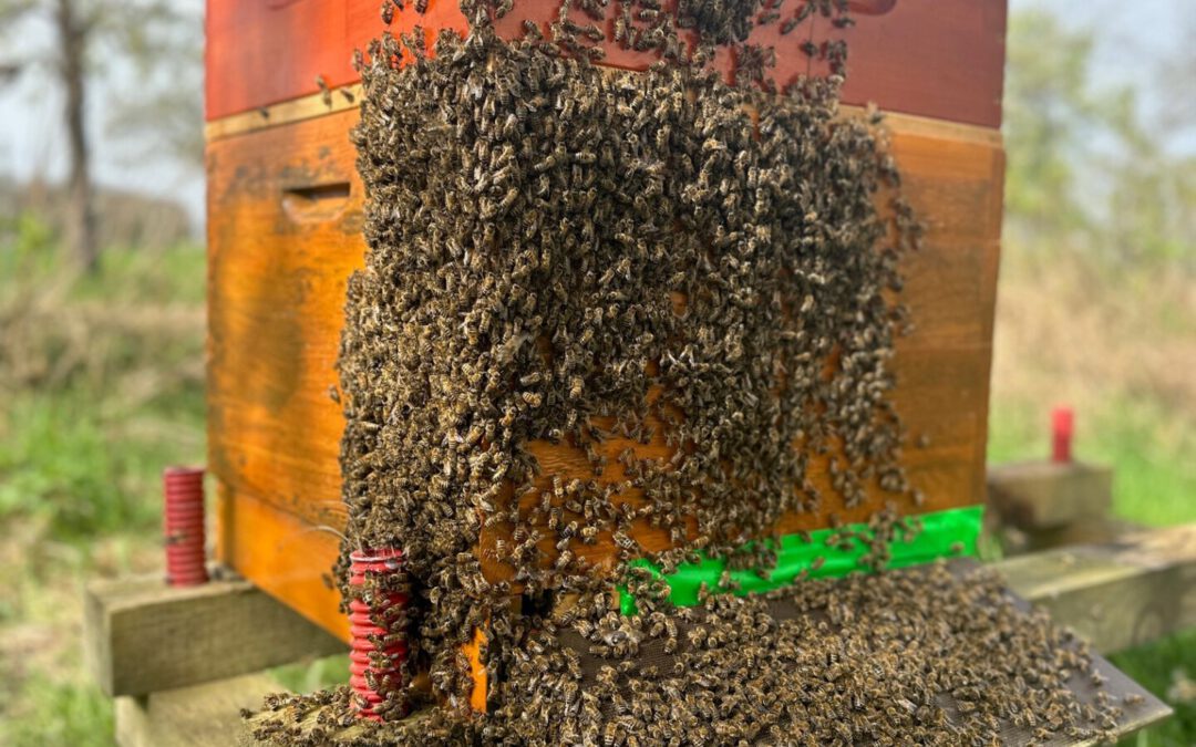 27.01.2024 Bienenbart, Könniginnenflug oder Schwarm?