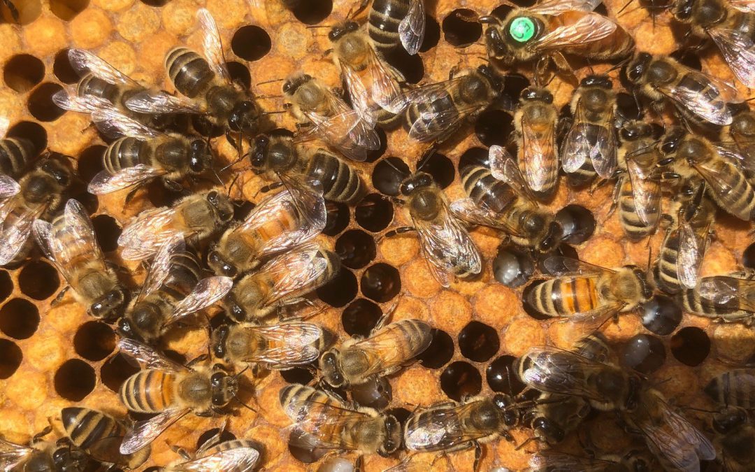 28.03.20 Buckfast Pflegebienen – erste Durchsicht –