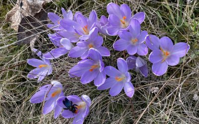 05.03.2021 Pollen und erster Nektar (Kornellkirsche, Weide)