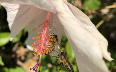 16.09.20 Die Bienen von Kos