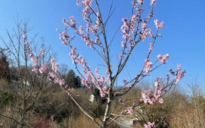 24.03.2022 Mandelblüte in unsrem Garten …