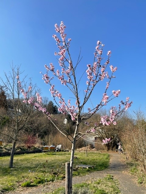24.03.2022 Mandelblüte in unsrem Garten …
