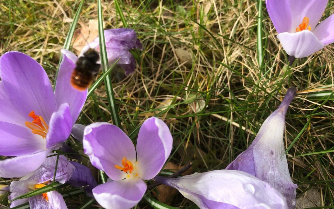 11.03.20 Wildbienen unterwegs.. hier die Mauerbiene