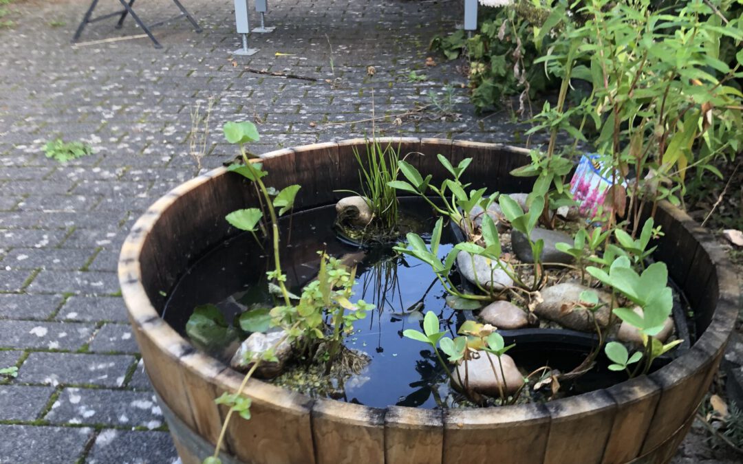 11.09.20 Unser Mini Gartenteich als Bienentränke