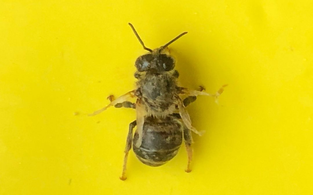 18.10.19 Flügeldeformationsvirus auf einem unserer Bienchen