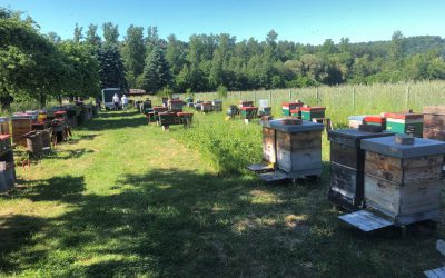 02.06.19 Erster Bienenkontakt